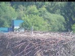 Archiv Foto Webcam Nationalpark Bayerischer Wald - Storchennest - Grafenau 13:00