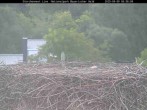 Archiv Foto Webcam Nationalpark Bayerischer Wald - Storchennest - Grafenau 03:00