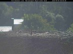 Archiv Foto Webcam Nationalpark Bayerischer Wald - Storchennest - Grafenau 05:00