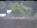 Archiv Foto Webcam Nationalpark Bayerischer Wald - Storchennest - Grafenau 06:00