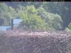 Archiv Foto Webcam Nationalpark Bayerischer Wald - Storchennest - Grafenau 08:00