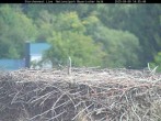 Archiv Foto Webcam Nationalpark Bayerischer Wald - Storchennest - Grafenau 11:00