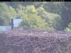 Archiv Foto Webcam Nationalpark Bayerischer Wald - Storchennest - Grafenau 11:00