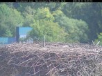 Archiv Foto Webcam Nationalpark Bayerischer Wald - Storchennest - Grafenau 12:00