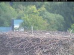 Archiv Foto Webcam Nationalpark Bayerischer Wald - Storchennest - Grafenau 13:00