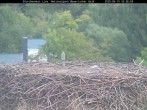 Archiv Foto Webcam Nationalpark Bayerischer Wald - Storchennest - Grafenau 15:00