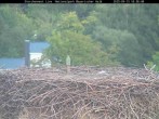 Archiv Foto Webcam Nationalpark Bayerischer Wald - Storchennest - Grafenau 17:00