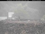 Archived image Webcam Bavarian Forest National Park - Stork Nest 05:00