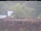Archiv Foto Webcam Nationalpark Bayerischer Wald - Storchennest - Grafenau 07:00