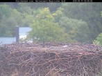 Archiv Foto Webcam Nationalpark Bayerischer Wald - Storchennest - Grafenau 08:00