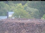 Archiv Foto Webcam Nationalpark Bayerischer Wald - Storchennest - Grafenau 09:00