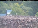 Archiv Foto Webcam Nationalpark Bayerischer Wald - Storchennest - Grafenau 11:00