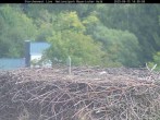 Archiv Foto Webcam Nationalpark Bayerischer Wald - Storchennest - Grafenau 13:00