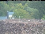 Archiv Foto Webcam Nationalpark Bayerischer Wald - Storchennest - Grafenau 15:00