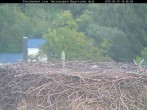 Archiv Foto Webcam Nationalpark Bayerischer Wald - Storchennest - Grafenau 17:00