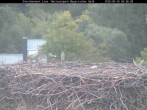 Archiv Foto Webcam Nationalpark Bayerischer Wald - Storchennest - Grafenau 05:00