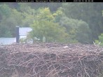 Archiv Foto Webcam Nationalpark Bayerischer Wald - Storchennest - Grafenau 07:00