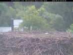 Archiv Foto Webcam Nationalpark Bayerischer Wald - Storchennest - Grafenau 08:00