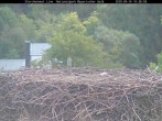 Archiv Foto Webcam Nationalpark Bayerischer Wald - Storchennest - Grafenau 09:00