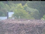 Archiv Foto Webcam Nationalpark Bayerischer Wald - Storchennest - Grafenau 10:00