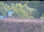 Archiv Foto Webcam Nationalpark Bayerischer Wald - Storchennest - Grafenau 11:00