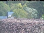 Archived image Webcam Bavarian Forest National Park - Stork Nest 13:00