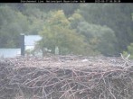 Archiv Foto Webcam Nationalpark Bayerischer Wald - Storchennest - Grafenau 05:00