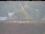 Archiv Foto Webcam Nationalpark Bayerischer Wald - Storchennest - Grafenau 08:00
