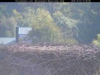 Archiv Foto Webcam Nationalpark Bayerischer Wald - Storchennest - Grafenau 09:00