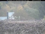 Archiv Foto Webcam Nationalpark Bayerischer Wald - Storchennest - Grafenau 06:00