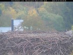 Archiv Foto Webcam Nationalpark Bayerischer Wald - Storchennest - Grafenau 07:00