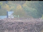 Archiv Foto Webcam Nationalpark Bayerischer Wald - Storchennest - Grafenau 09:00
