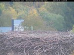 Archiv Foto Webcam Nationalpark Bayerischer Wald - Storchennest - Grafenau 11:00