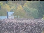 Archiv Foto Webcam Nationalpark Bayerischer Wald - Storchennest - Grafenau 13:00