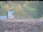 Archiv Foto Webcam Nationalpark Bayerischer Wald - Storchennest - Grafenau 15:00