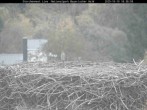 Archiv Foto Webcam Nationalpark Bayerischer Wald - Storchennest - Grafenau 17:00