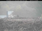 Archiv Foto Webcam Nationalpark Bayerischer Wald - Storchennest - Grafenau 06:00