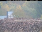 Archiv Foto Webcam Nationalpark Bayerischer Wald - Storchennest - Grafenau 07:00