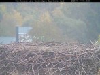 Archiv Foto Webcam Nationalpark Bayerischer Wald - Storchennest - Grafenau 09:00