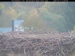 Archiv Foto Webcam Nationalpark Bayerischer Wald - Storchennest - Grafenau 11:00