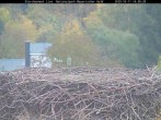 Archiv Foto Webcam Nationalpark Bayerischer Wald - Storchennest - Grafenau 13:00