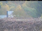 Archiv Foto Webcam Nationalpark Bayerischer Wald - Storchennest - Grafenau 15:00