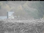 Archiv Foto Webcam Nationalpark Bayerischer Wald - Storchennest - Grafenau 17:00