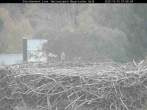 Archived image Webcam Bavarian Forest National Park - Stork Nest 06:00