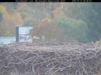 Archived image Webcam Bavarian Forest National Park - Stork Nest 07:00