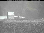 Archiv Foto Webcam Nationalpark Bayerischer Wald - Storchennest - Grafenau 06:00