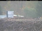 Archiv Foto Webcam Nationalpark Bayerischer Wald - Storchennest - Grafenau 07:00