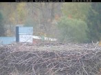 Archiv Foto Webcam Nationalpark Bayerischer Wald - Storchennest - Grafenau 09:00