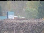 Archiv Foto Webcam Nationalpark Bayerischer Wald - Storchennest - Grafenau 13:00
