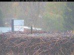 Archiv Foto Webcam Nationalpark Bayerischer Wald - Storchennest - Grafenau 15:00
